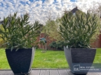 Umgehender Garten